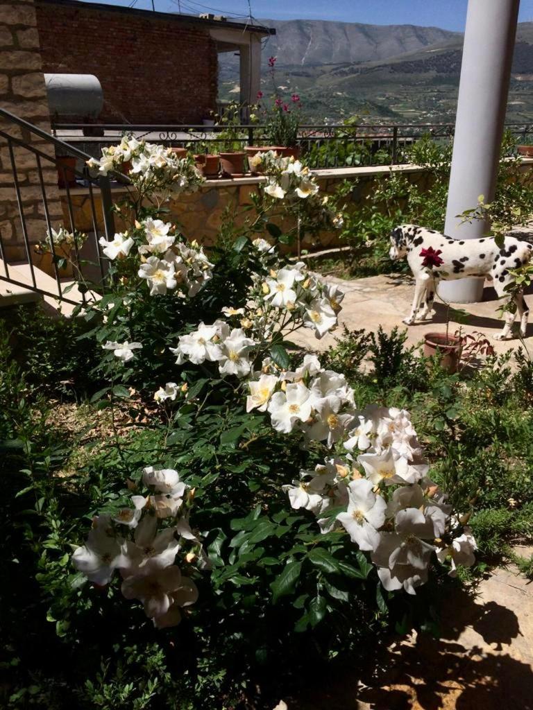 Guesthouse Villa Rosa Berat Quarto foto